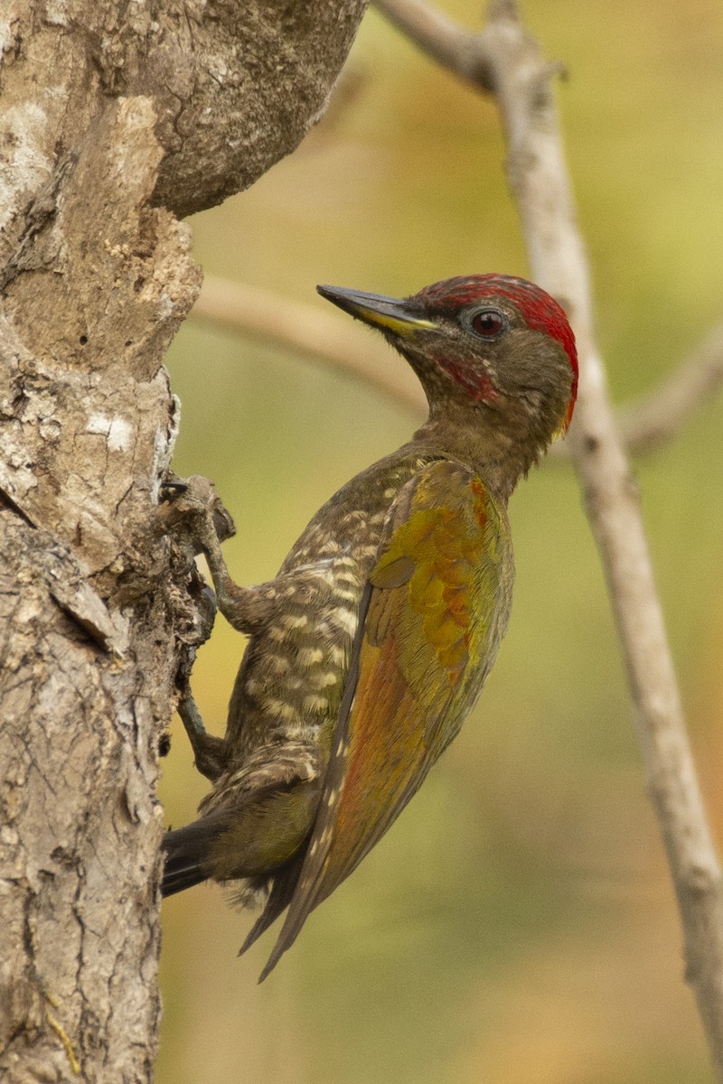 Жовна мала - ML644318743