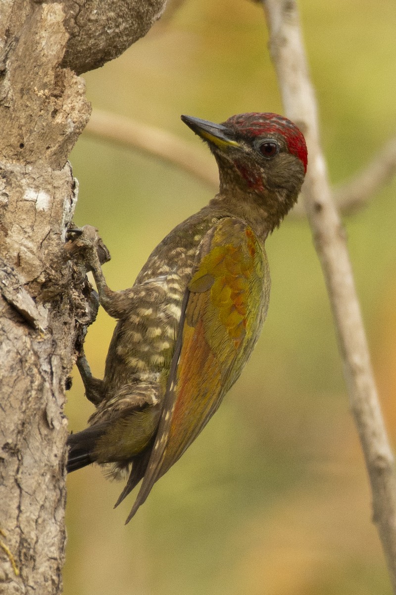 Жовна мала - ML644318744