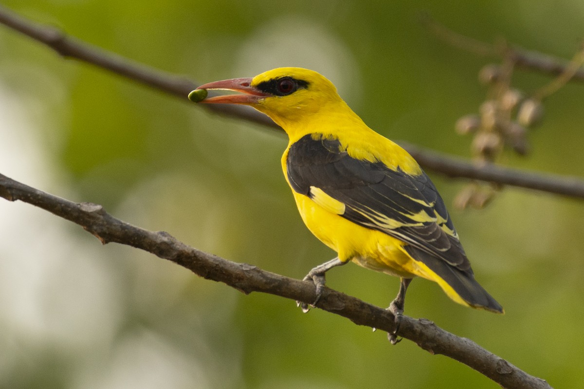 זהבן הודי - ML644318750