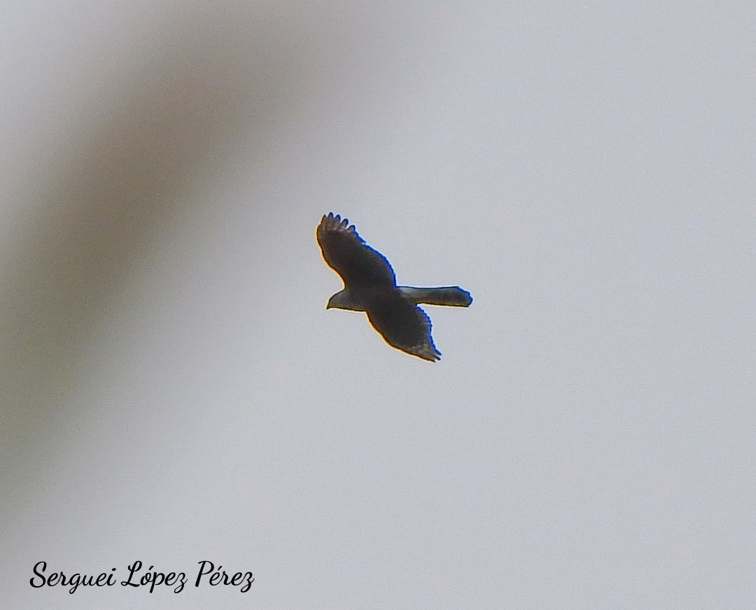 Gundlach's Hawk - ML644318759