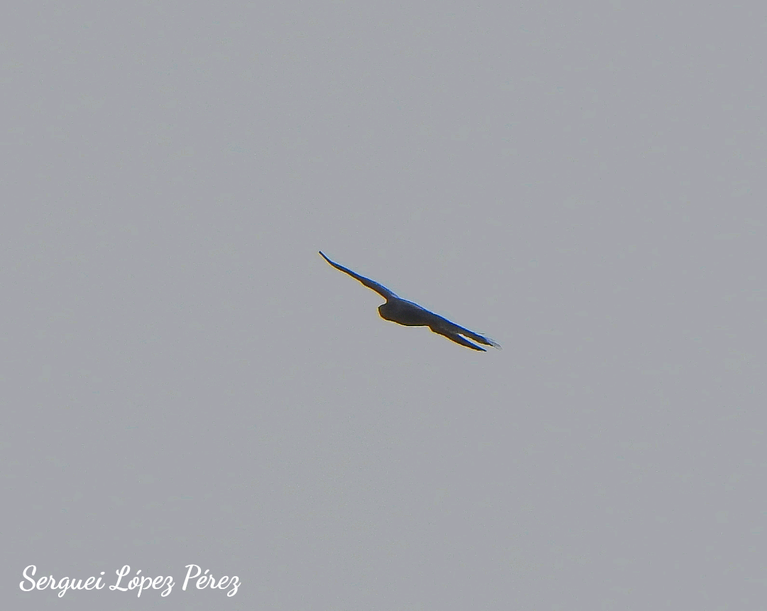 Gundlach's Hawk - ML644318760