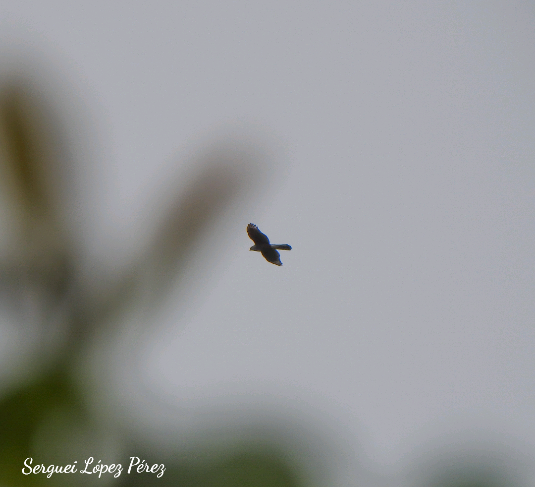 Gundlach's Hawk - ML644318764