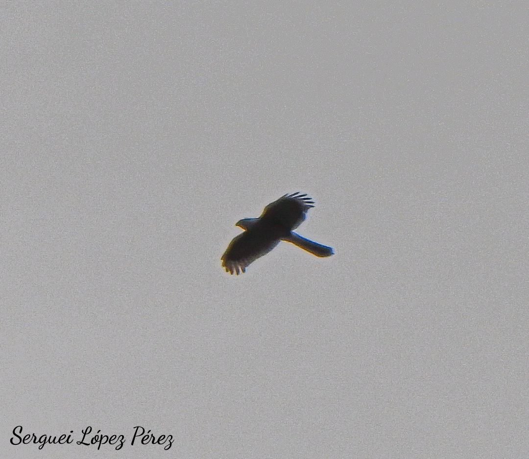 Gundlach's Hawk - ML644318769