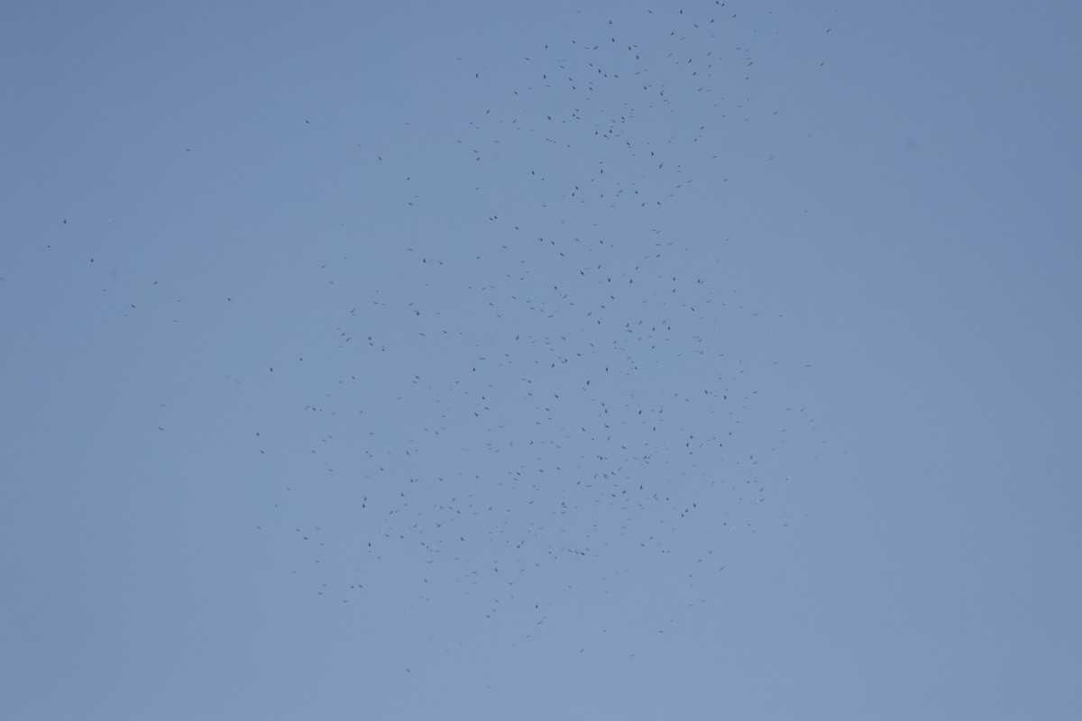 Broad-winged Hawk (Northern) - ML644318787