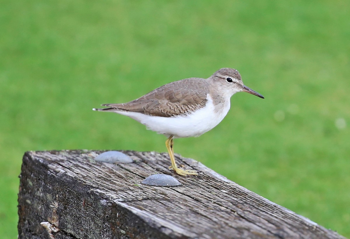 アメリカイソシギ - ML644318791