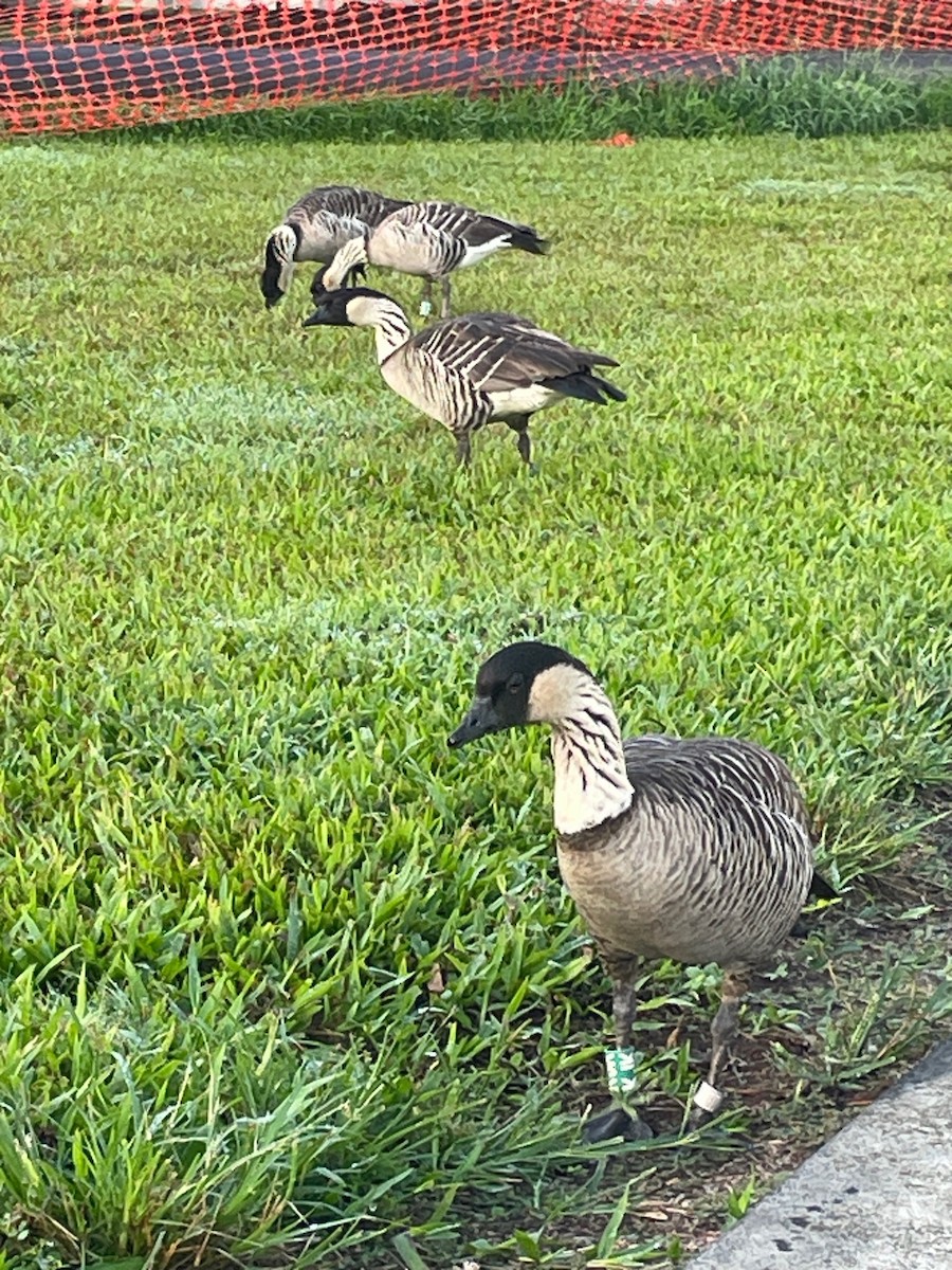 Гавайская казарка - ML644318793