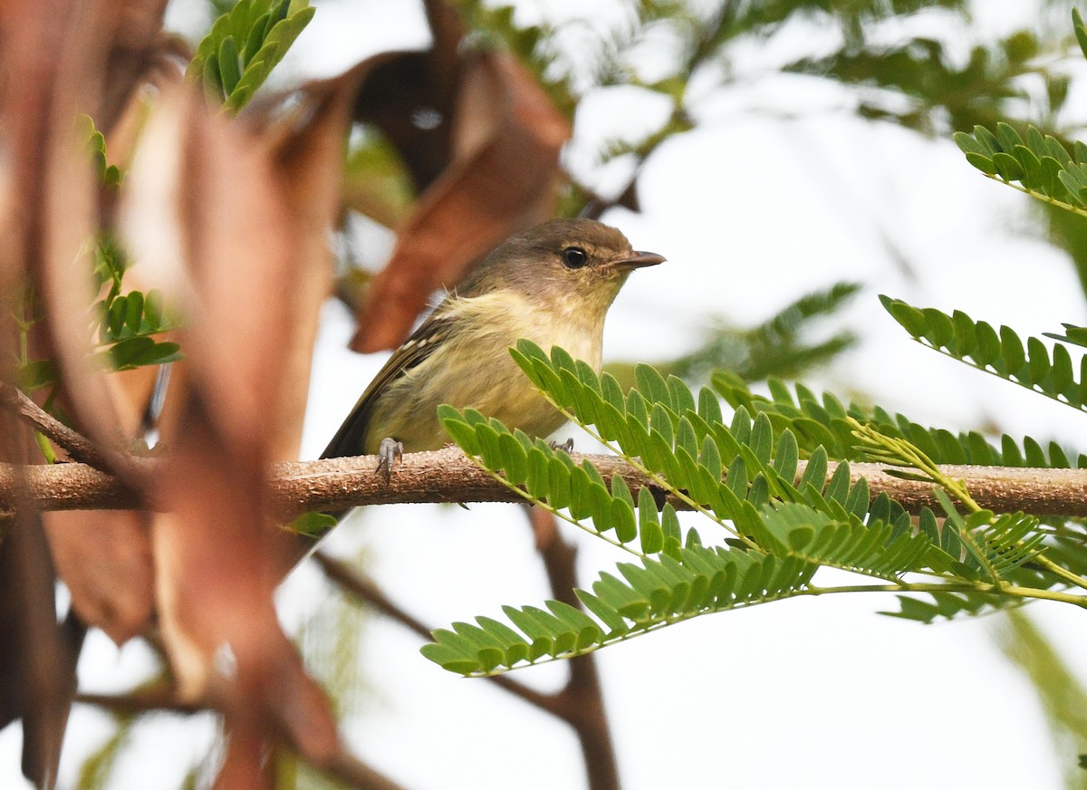 Flat-billed Vireo - ML644318799