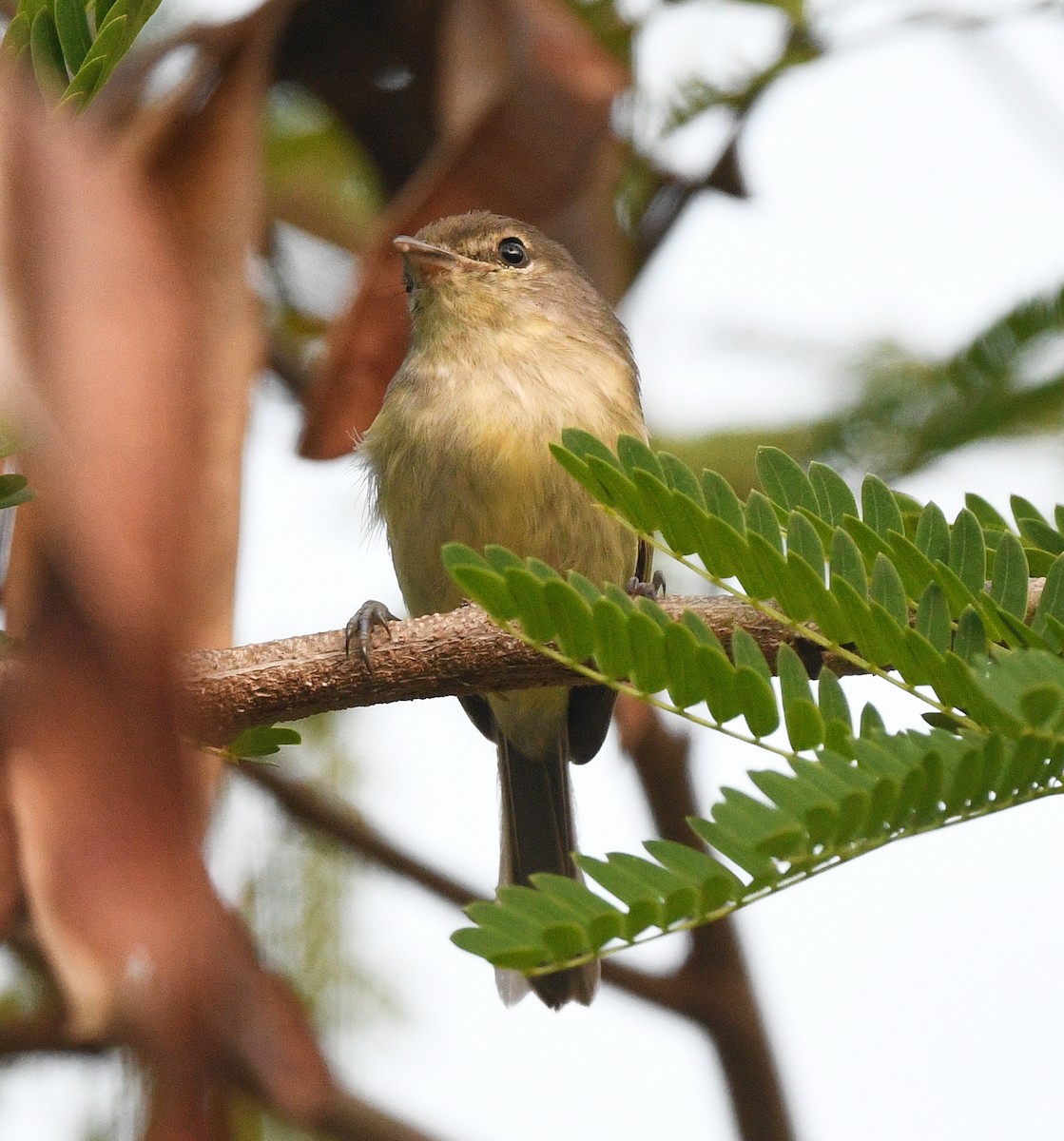 Flat-billed Vireo - ML644318800