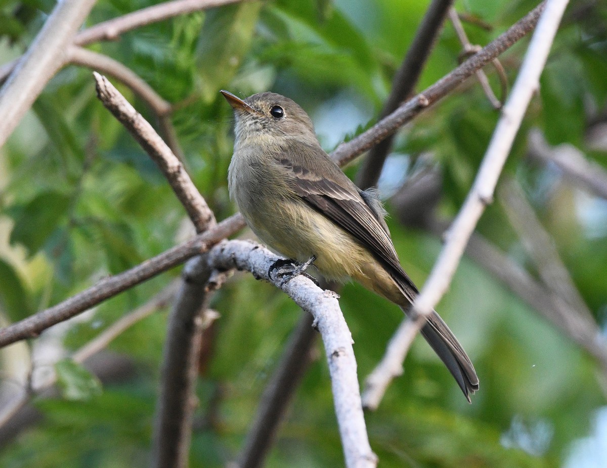 Hispaniolan Pewee - ML644318803