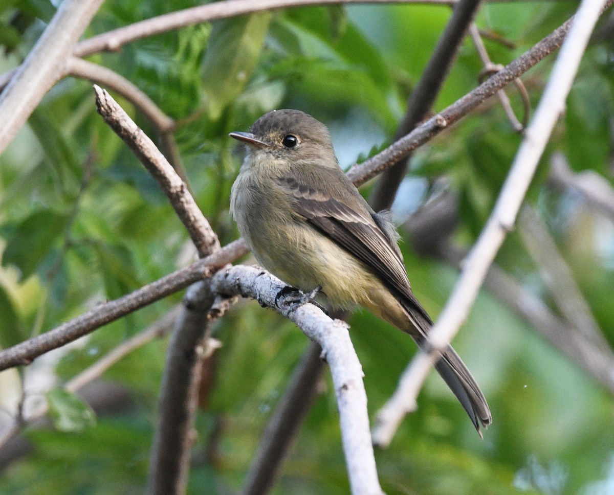 Hispaniolan Pewee - ML644318804