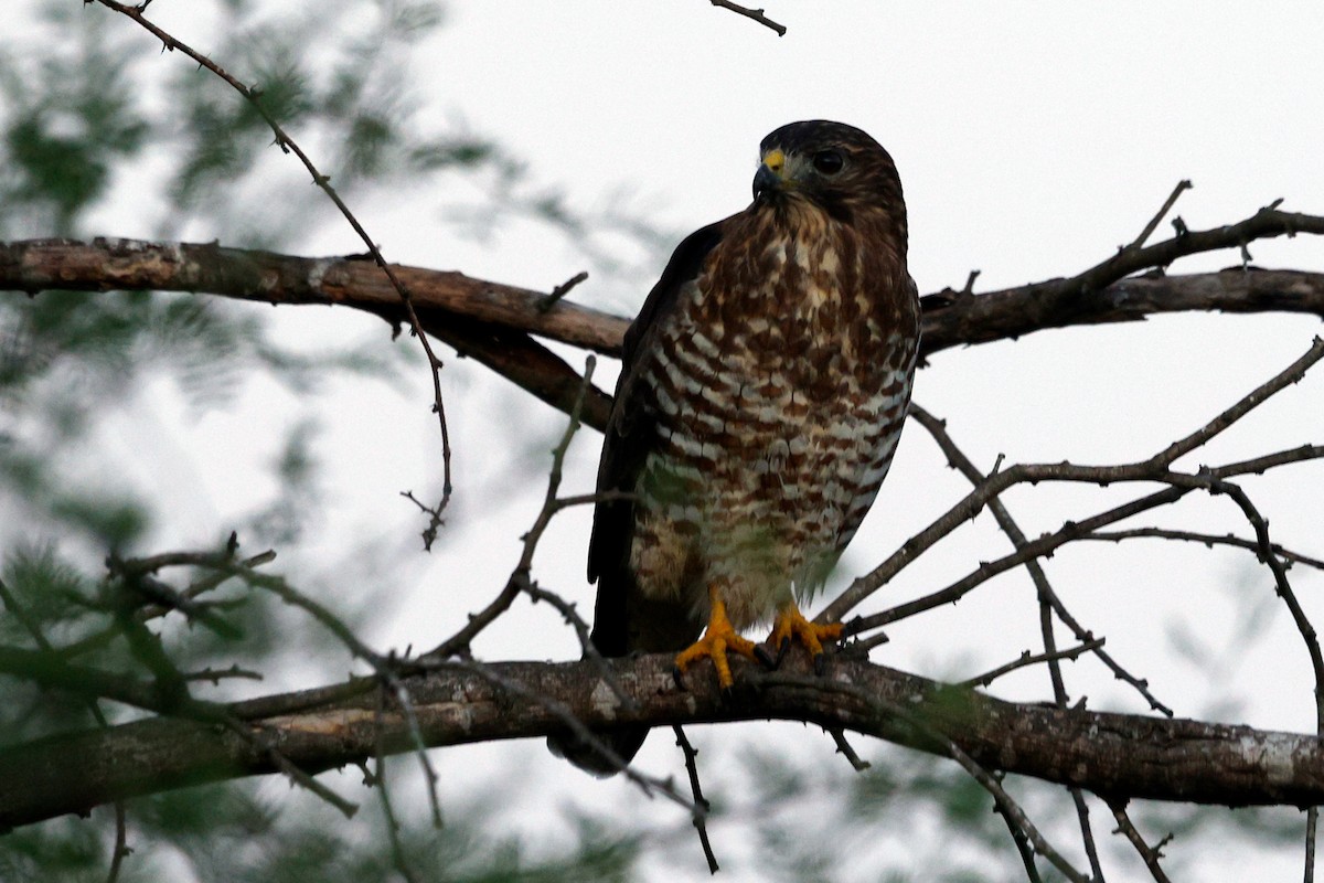 Broad-winged Hawk (Northern) - ML644318805