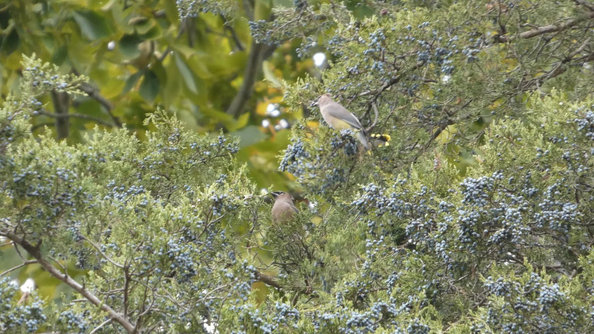 Zedernseidenschwanz - ML644318806