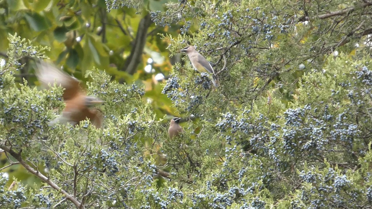 Zedernseidenschwanz - ML644318807