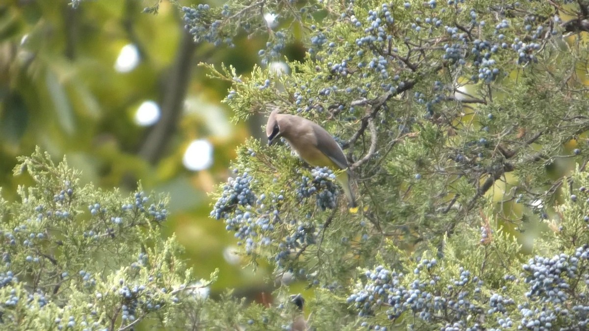 Zedernseidenschwanz - ML644318808