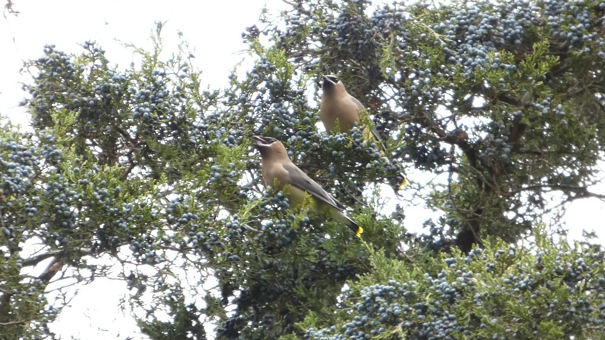 Zedernseidenschwanz - ML644318809