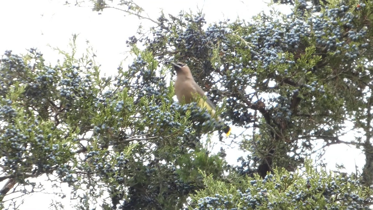 Zedernseidenschwanz - ML644318810