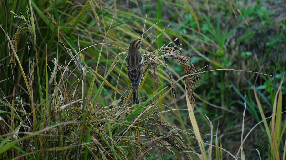 シマアオジ - ML644318816