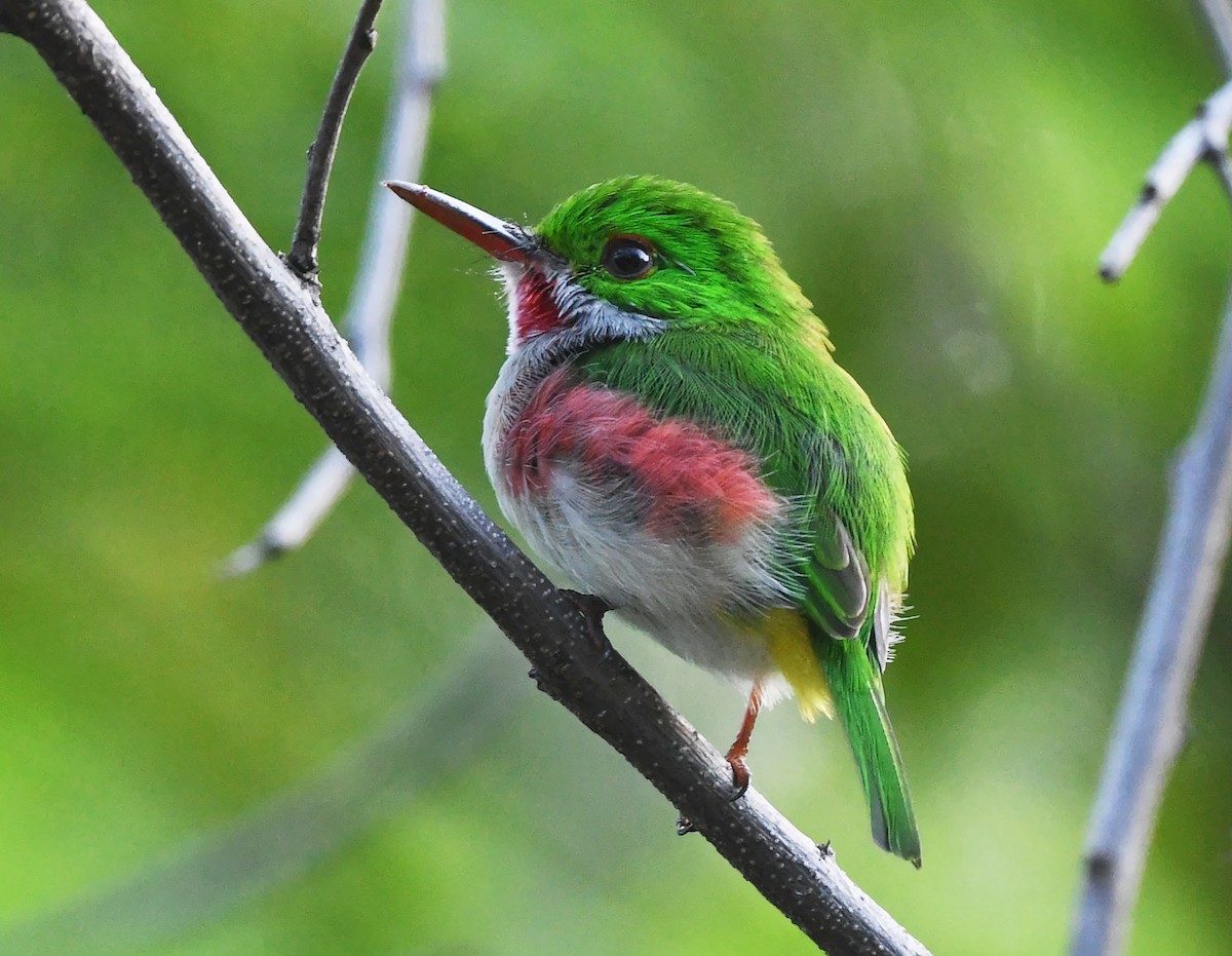 Ширококлювый тоди - ML644318820