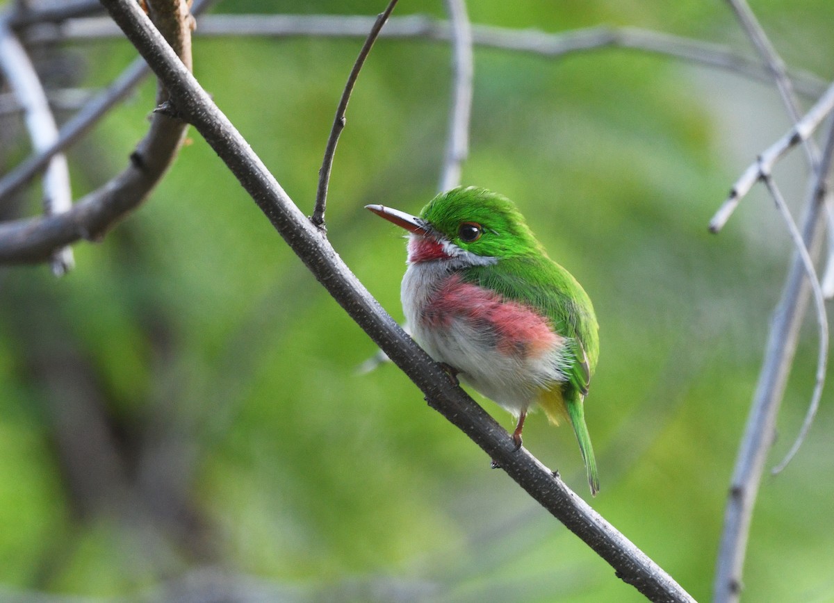 Ширококлювый тоди - ML644318821