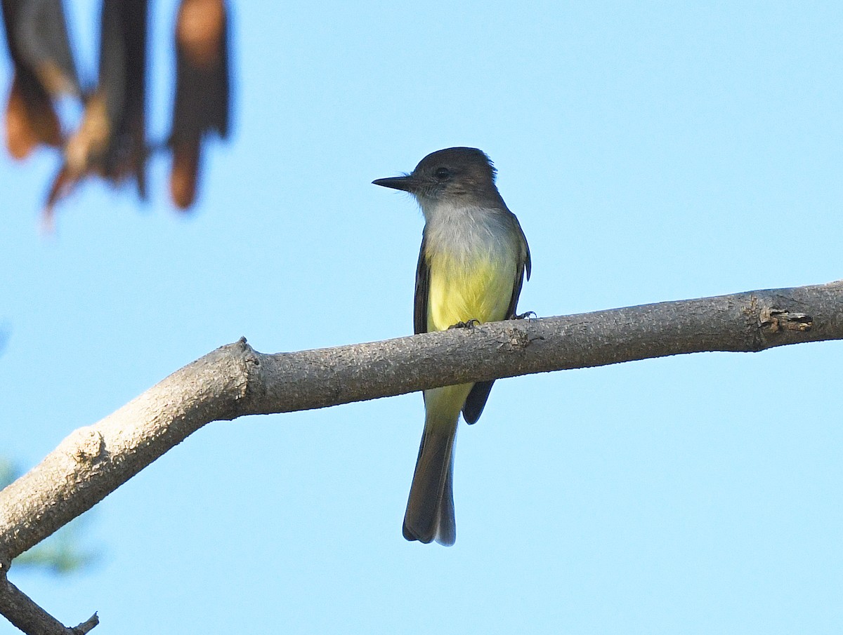 Hispanyola Sinekkapanı - ML644318823