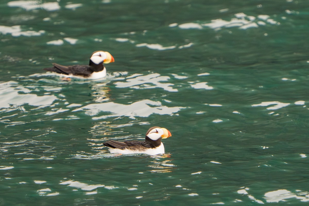 Іпатка тихоокеанська - ML644318829