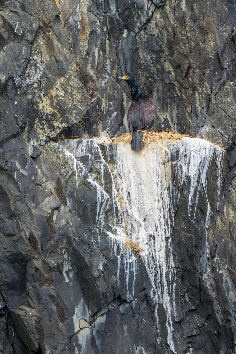 Rotgesichtscharbe - ML644318835