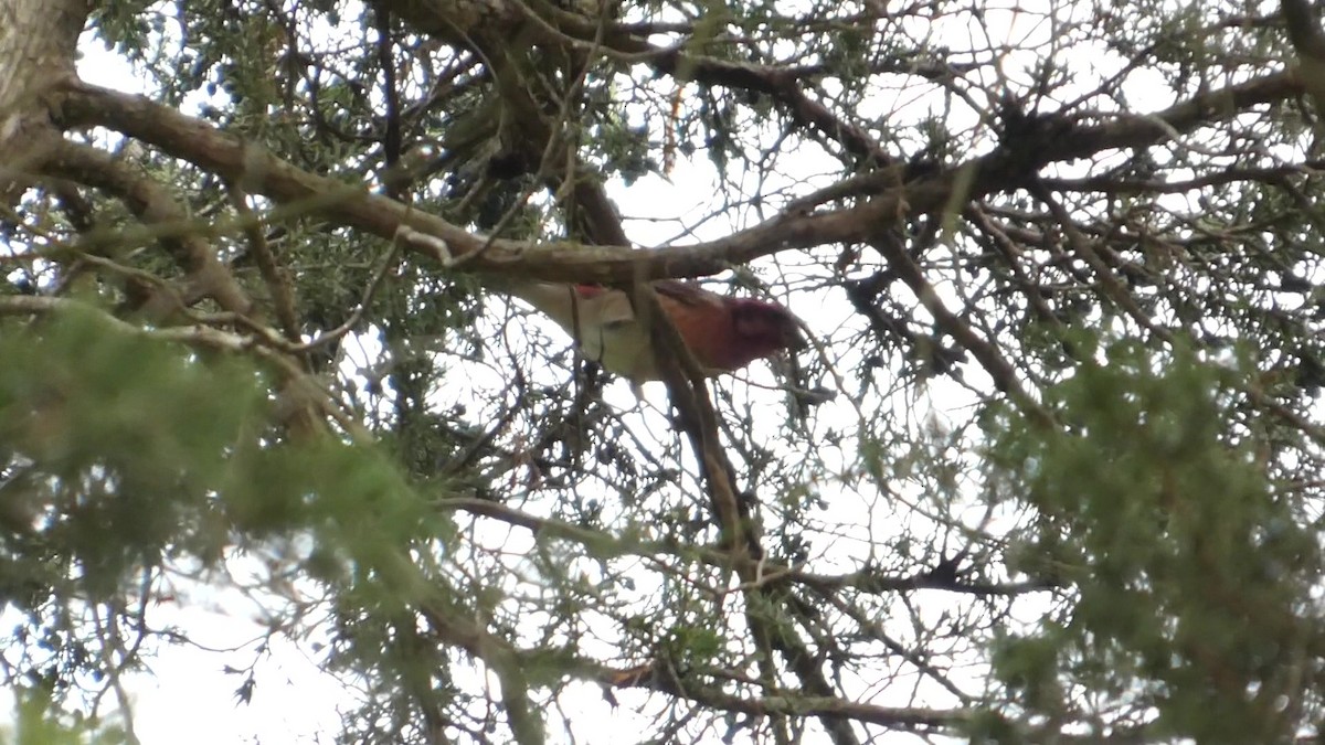 Purpurgimpel - ML644318839