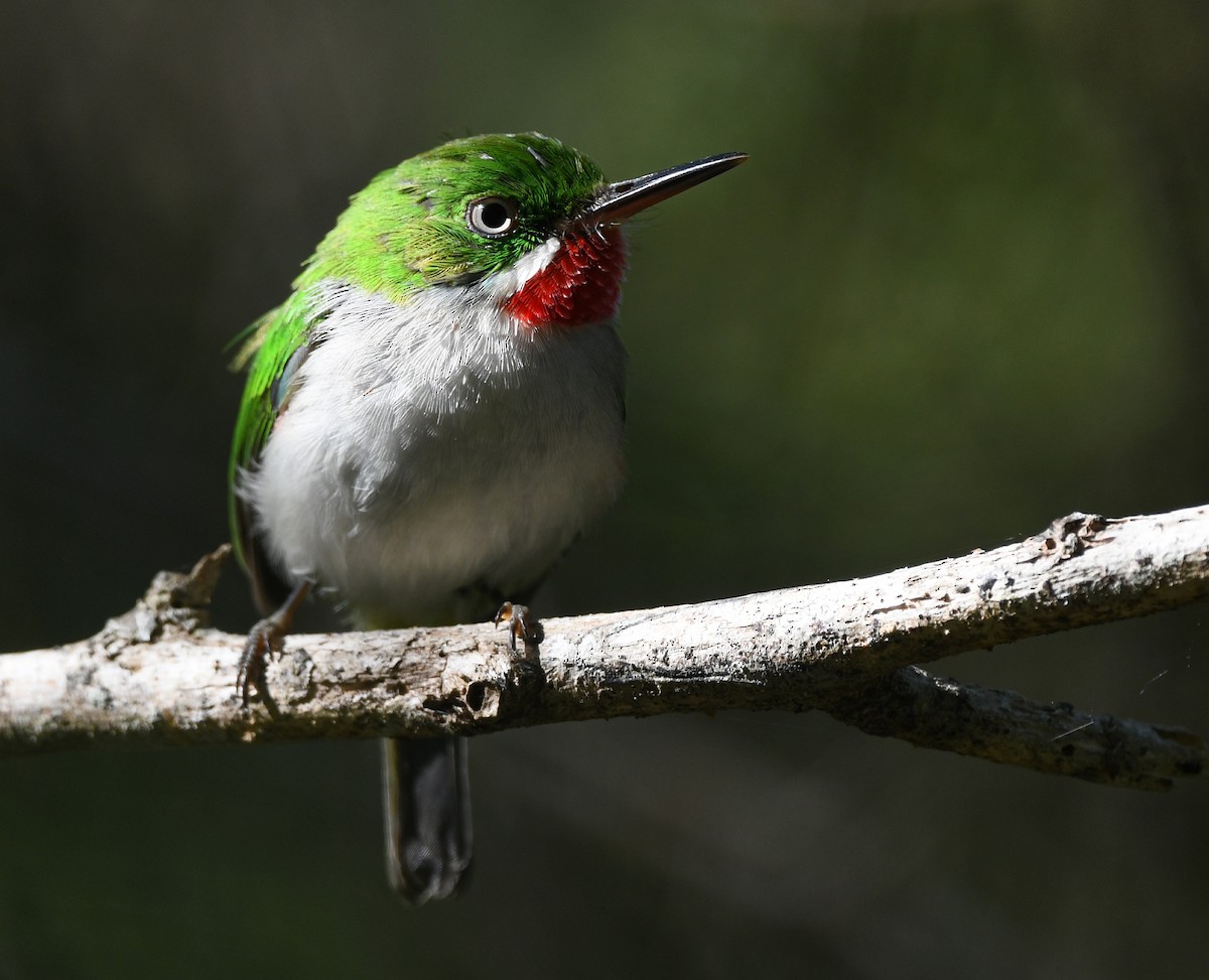 Narrow-billed Tody - ML644318851