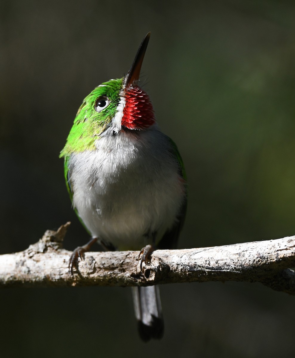 Narrow-billed Tody - ML644318852