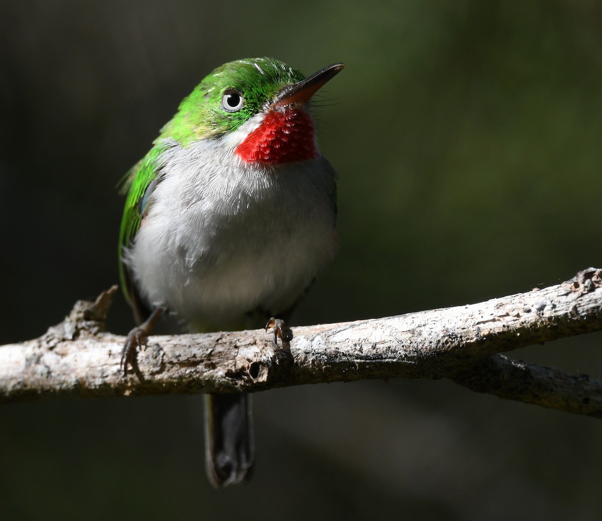 Narrow-billed Tody - ML644318853
