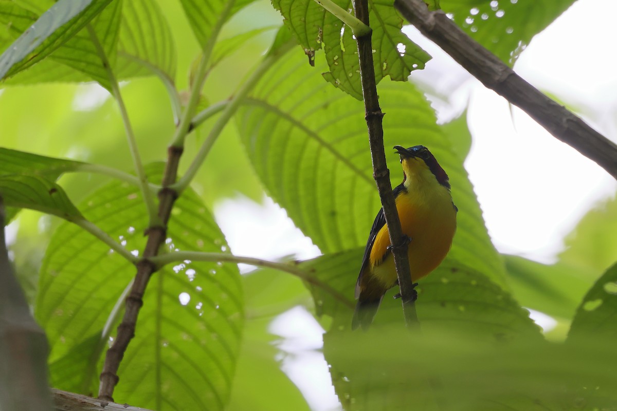 strdimil sangiheský - ML644318860