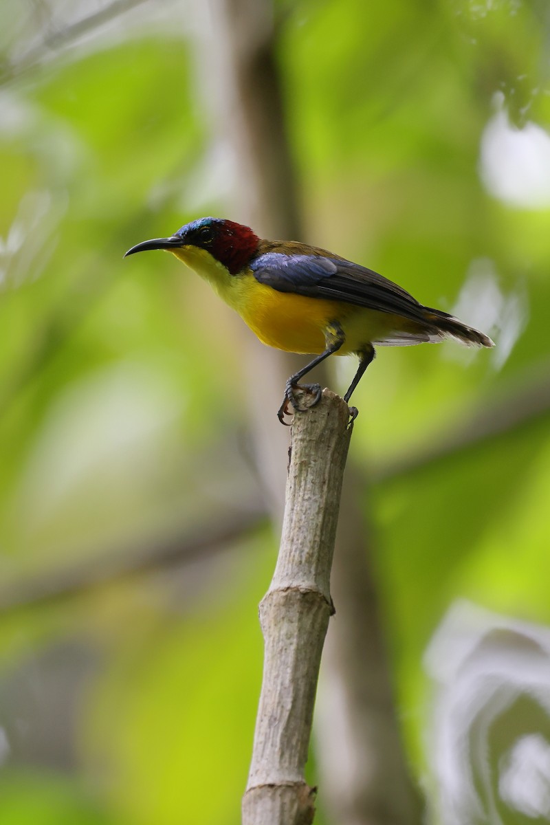 strdimil sangiheský - ML644318861