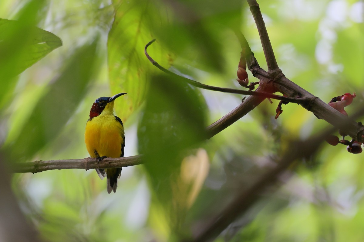 strdimil sangiheský - ML644318862