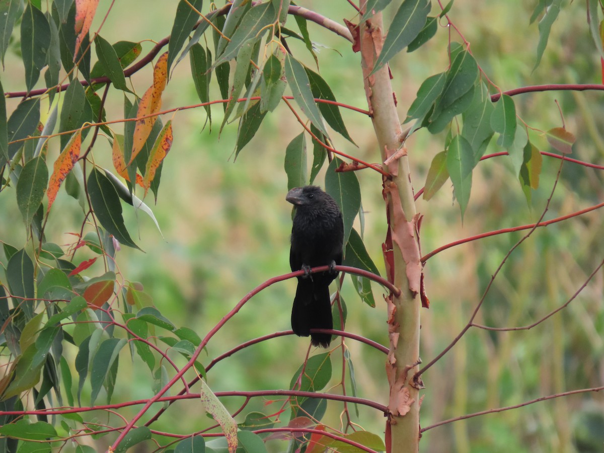 Ani à bec lisse - ML644318864