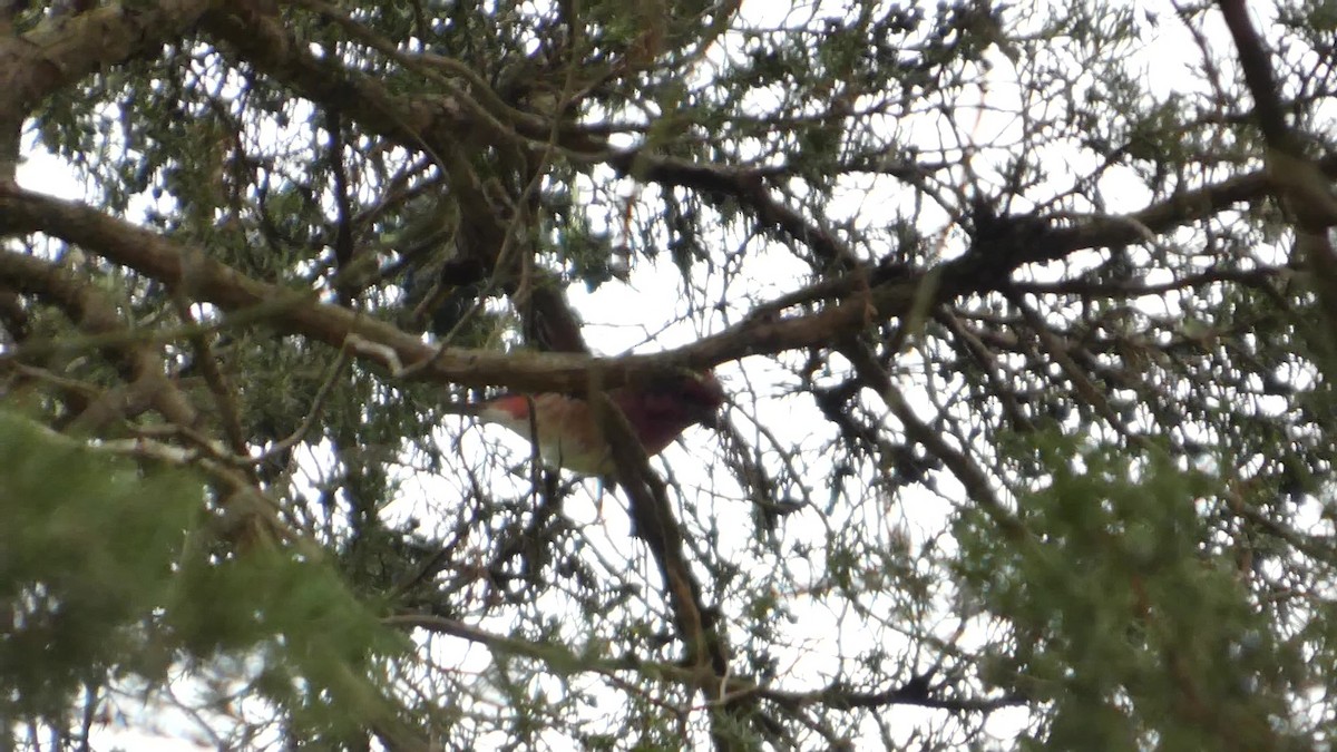 Purpurgimpel - ML644318866