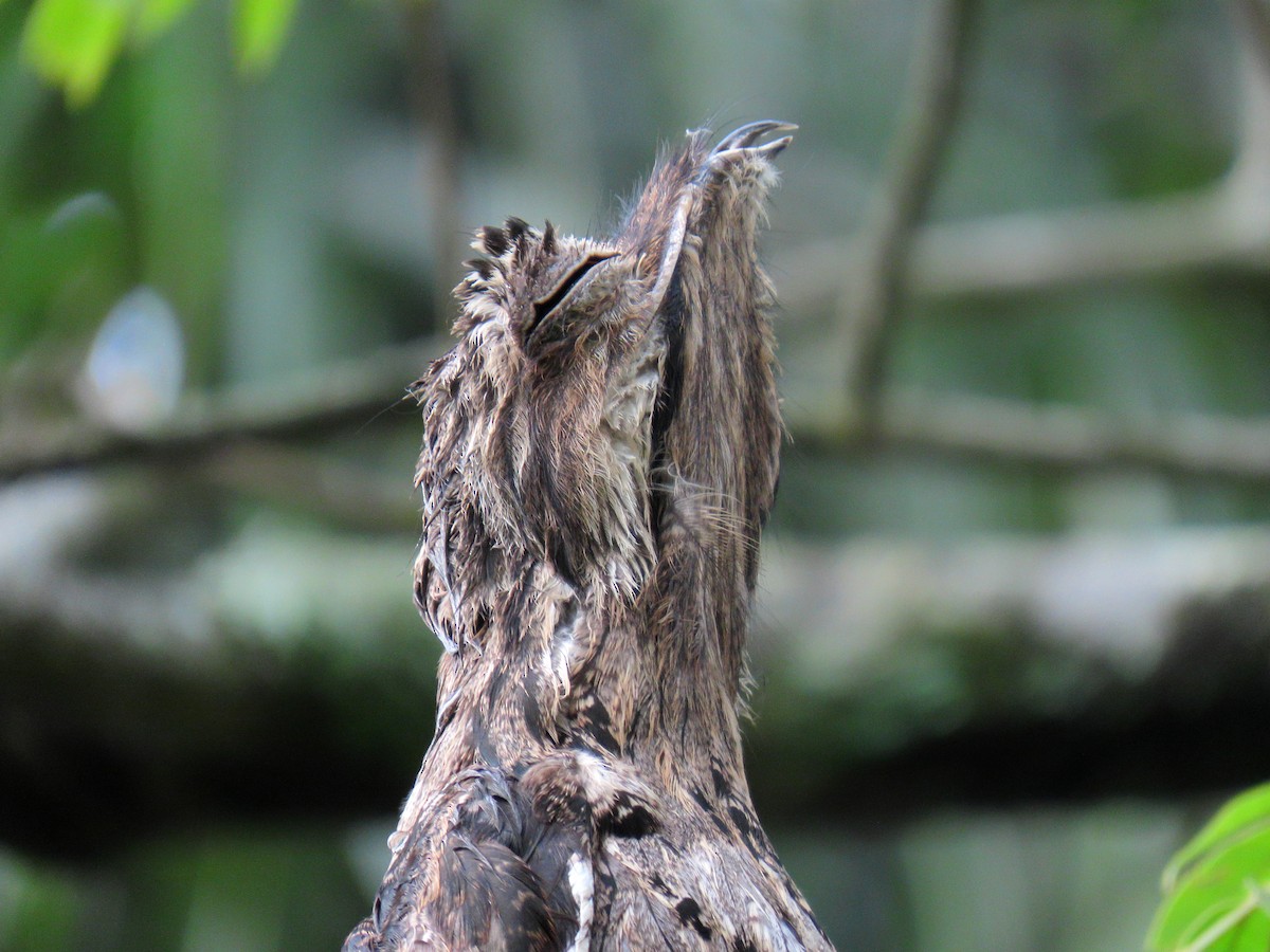 Ibijau gris - ML644318871