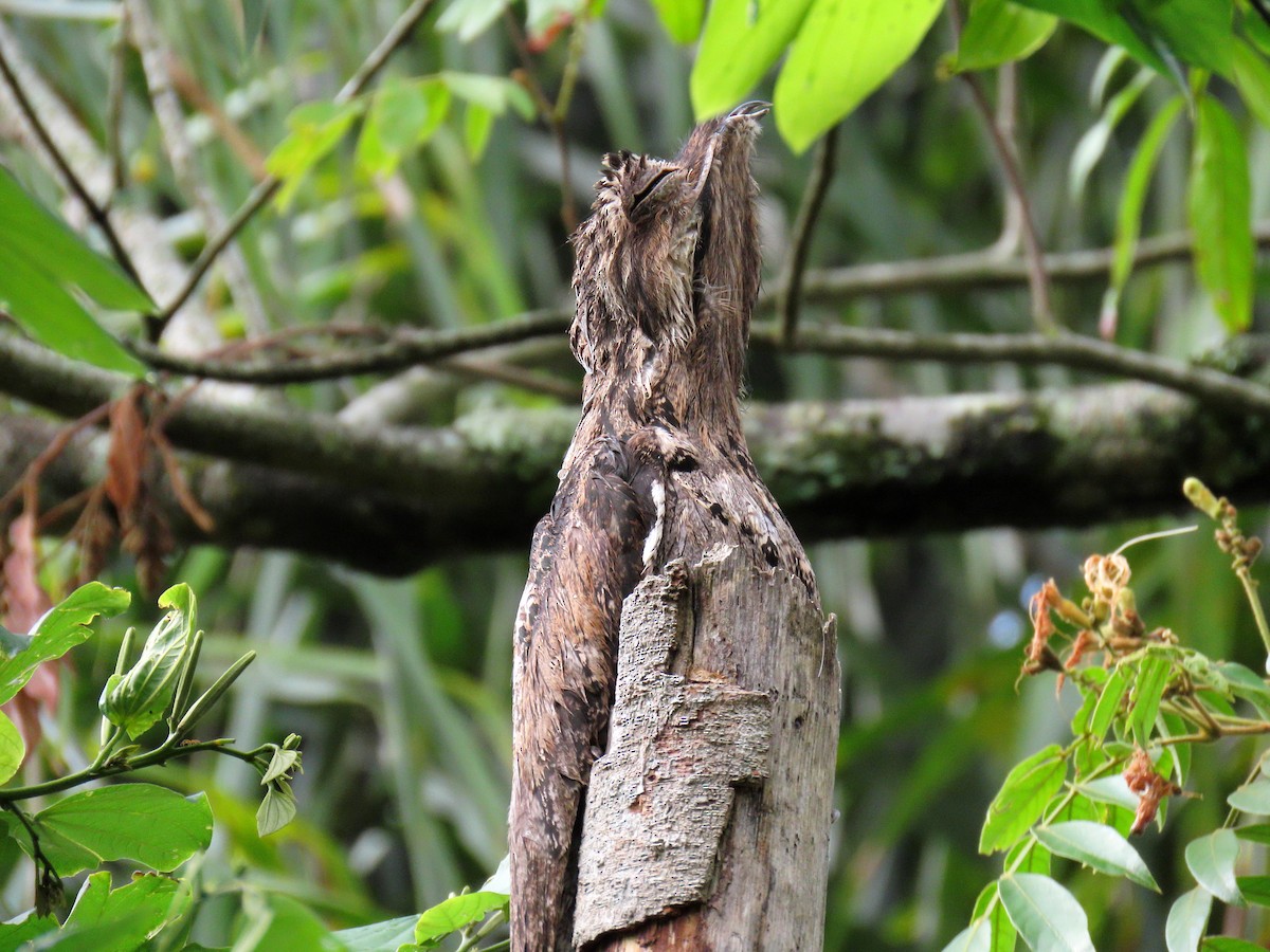 Ibijau gris - ML644318872