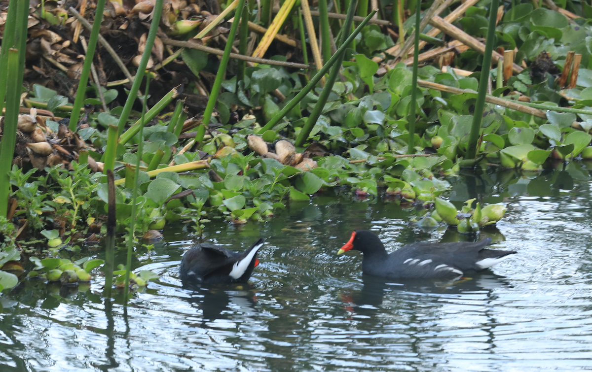 アメリカバン（galeata グループ） - ML644318873