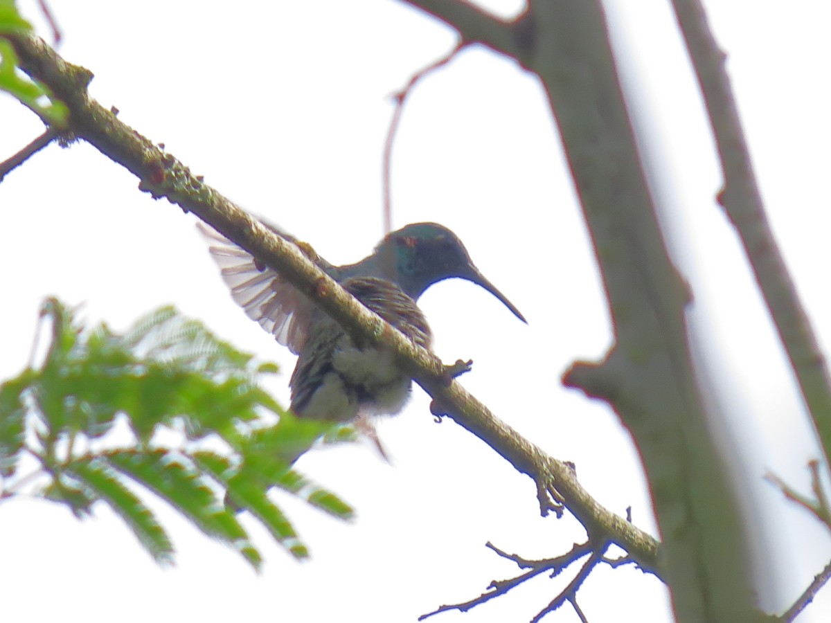 シロハラハチドリ - ML644318876