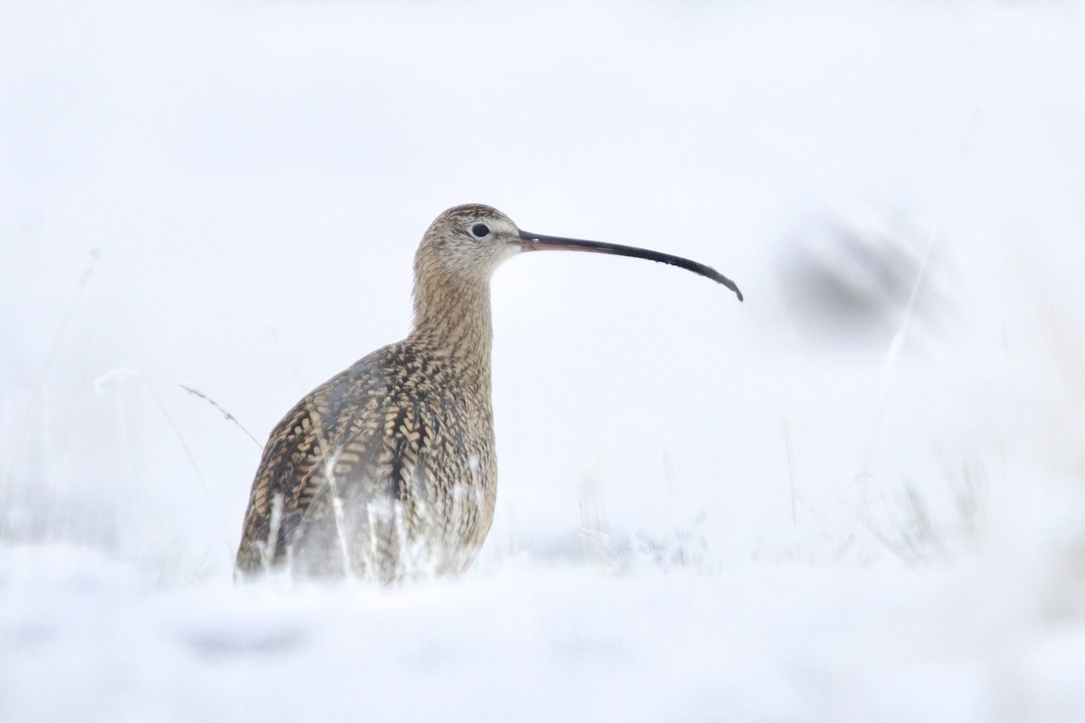 Long-billed Curlew - ML644318879