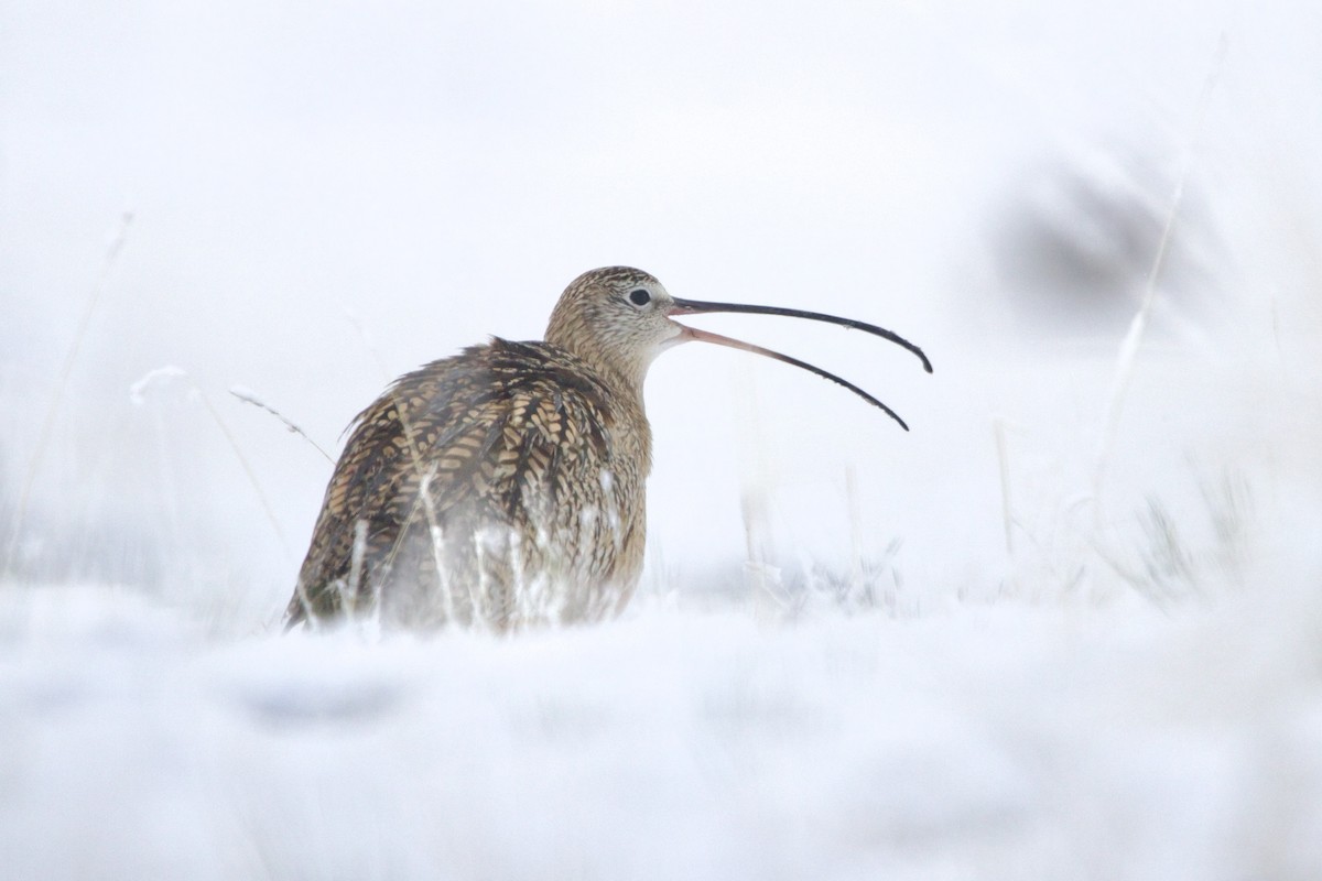 Long-billed Curlew - ML644318880