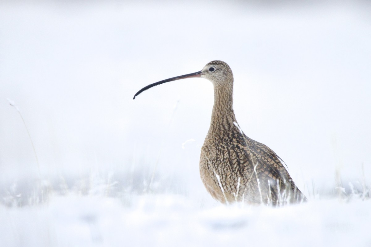 Long-billed Curlew - ML644318881