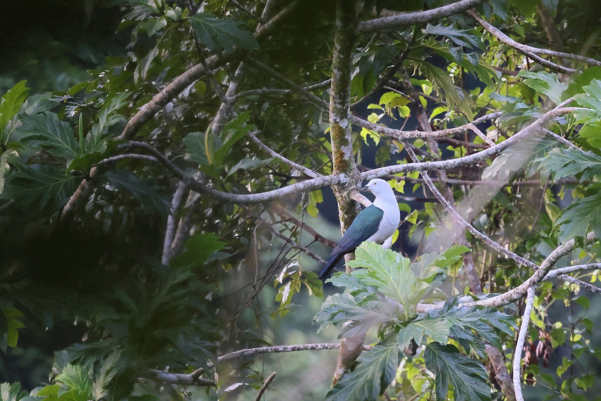 holub modroocasý - ML644318883