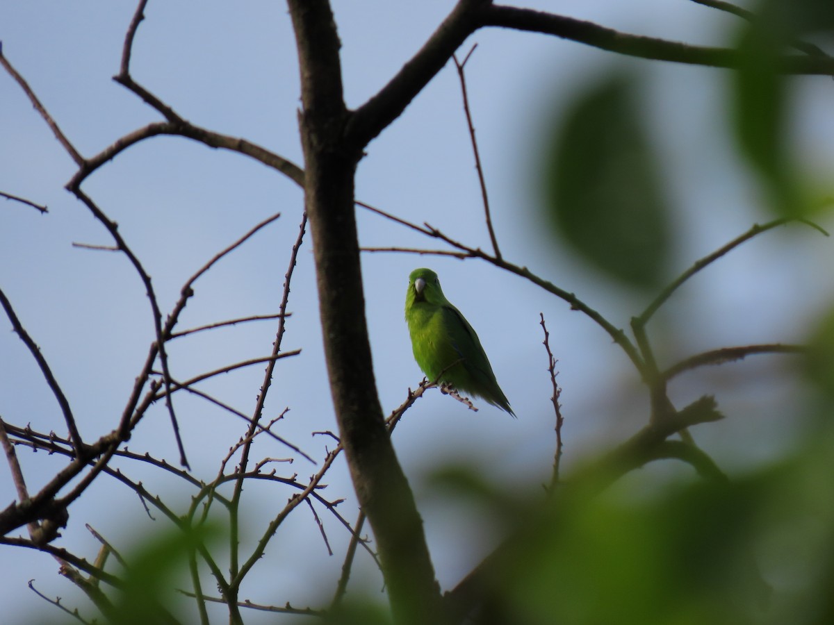 Cobalt-rumped Parrotlet - ML644318884
