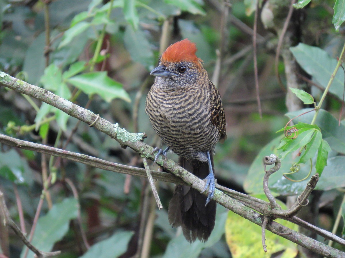 Tufted Antshrike - ML644318886