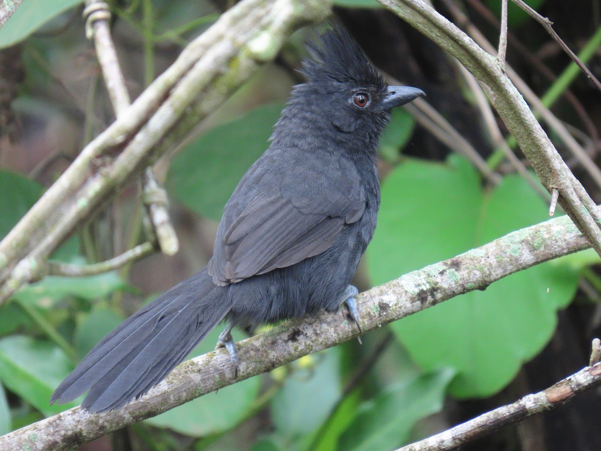 Tufted Antshrike - ML644318887