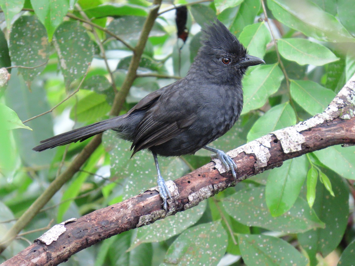 Tufted Antshrike - ML644318888