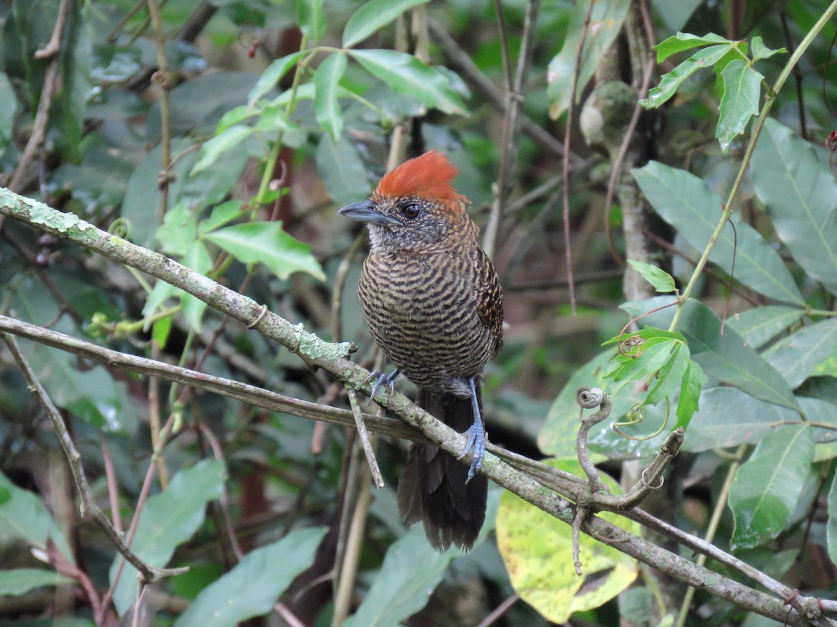 Tufted Antshrike - ML644318889