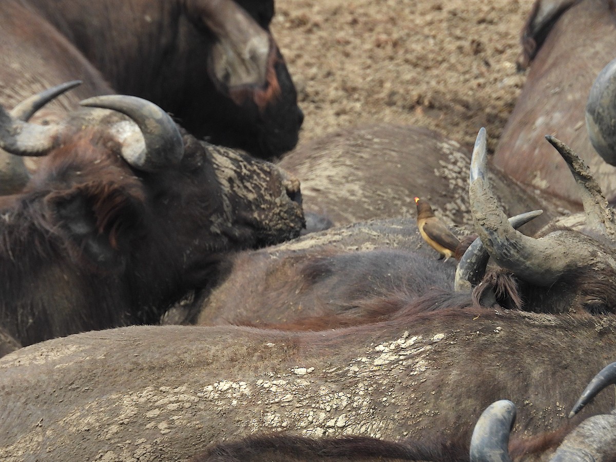 gulnebboksehakker - ML644318890