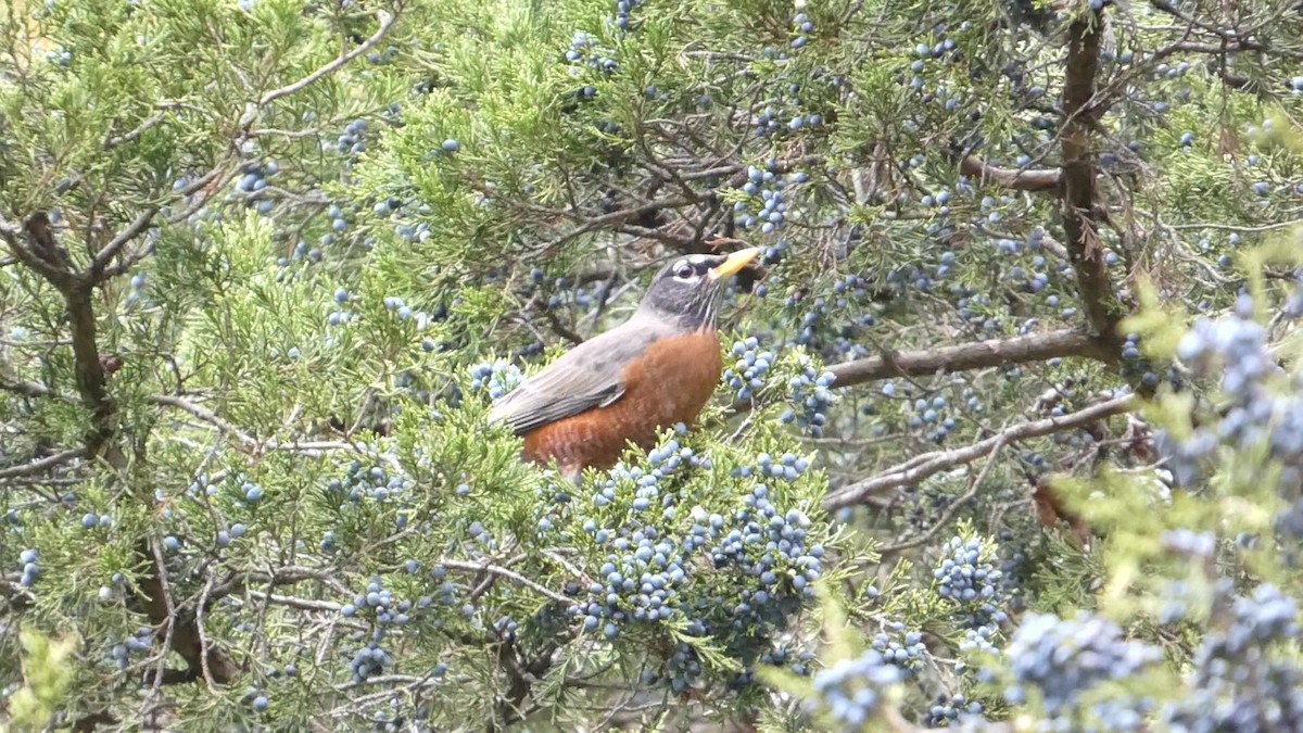 Wanderdrossel - ML644318898